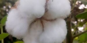 Raw Cotton
