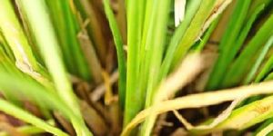 MURICATUS ROOTS POWDER