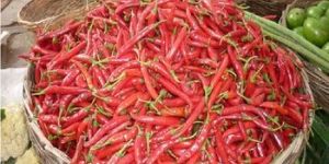 RED CHILLI Spices
