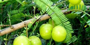 Dry Amla