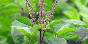 Holy Basil Leaves
