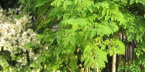 Moringa Oleifera Leaves