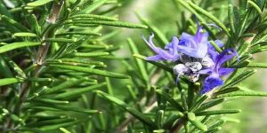 Rosemary Leaves