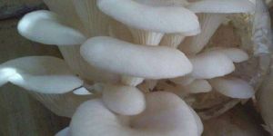 Dry Oyester Mushroom
