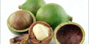 Organic Essential Tamanu Oil