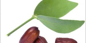 Organic Jojoba Oil