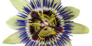 Organic Passion Flower Oil