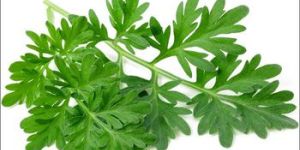 Organic Pure Mugwort Oil / Artemesia Vulgaris Oil