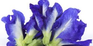 Organic Shankhpushpi Oil