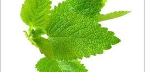 Pure Melissa Essential Oil