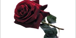 Pure Rose Dark Absolute Oil