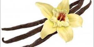Vanilla Essential Oil