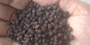 Black Pepper