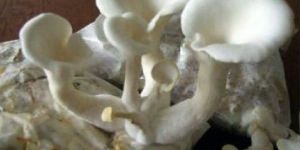 Fresh Oyster Mushroom