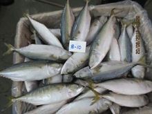 Frozen Indian Mackerel