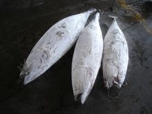 Frozen Sea Frozen Tuna