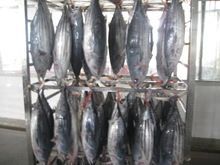 Frozen Skipjack Tuna