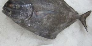 Fresh Black Pomfret Fish