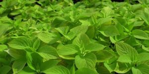 Coleus Extracts
