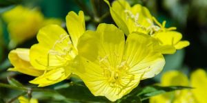 Evening Primrose Oil