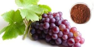 Grape Seed Extract