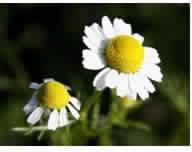 Anacyclus Pyrethrum Flower