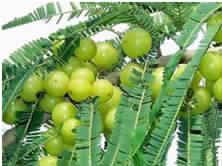 Emblica Officinalis Fruit