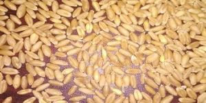 Wheat Grain