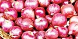 Indian Red Onion