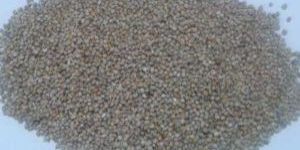 Indian Green Millet