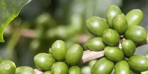 Green Coffee Bean Extract