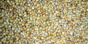 Green Millet Seed