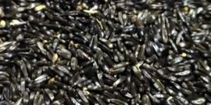 Niger Seed