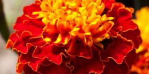 French Marigold Plant