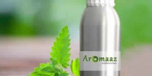 Catnip Essential Oil