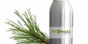 Scotch Pine Essential Oil