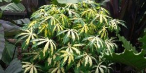 Verigated Manihot Esculenta