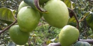 Green Apple Ber Plants