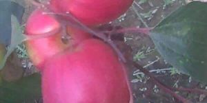 Kashmiri Apple Ber Plants