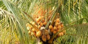 Orange Dwarf Coconut Plants
