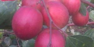 Red Apple Ber Plants