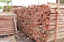 Casuarina Poles