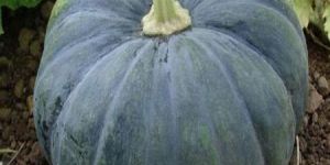 MARUTI - 7888 F1 HYBRID PUMPKIN SEEDS
