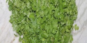 MARUTI - CORIANDER SEEDS KALMI