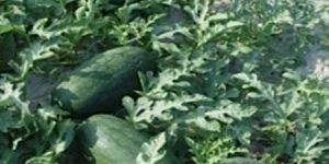 WATERMELON SEEDS SUGER BELLE F1 HYBRID