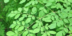 Moringa Leaves