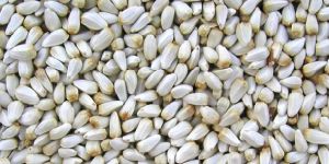 Safflower Seeds