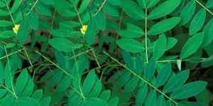 Senna Leaves