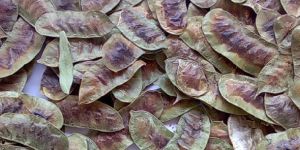 Senna Pods