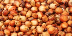 Sorghum